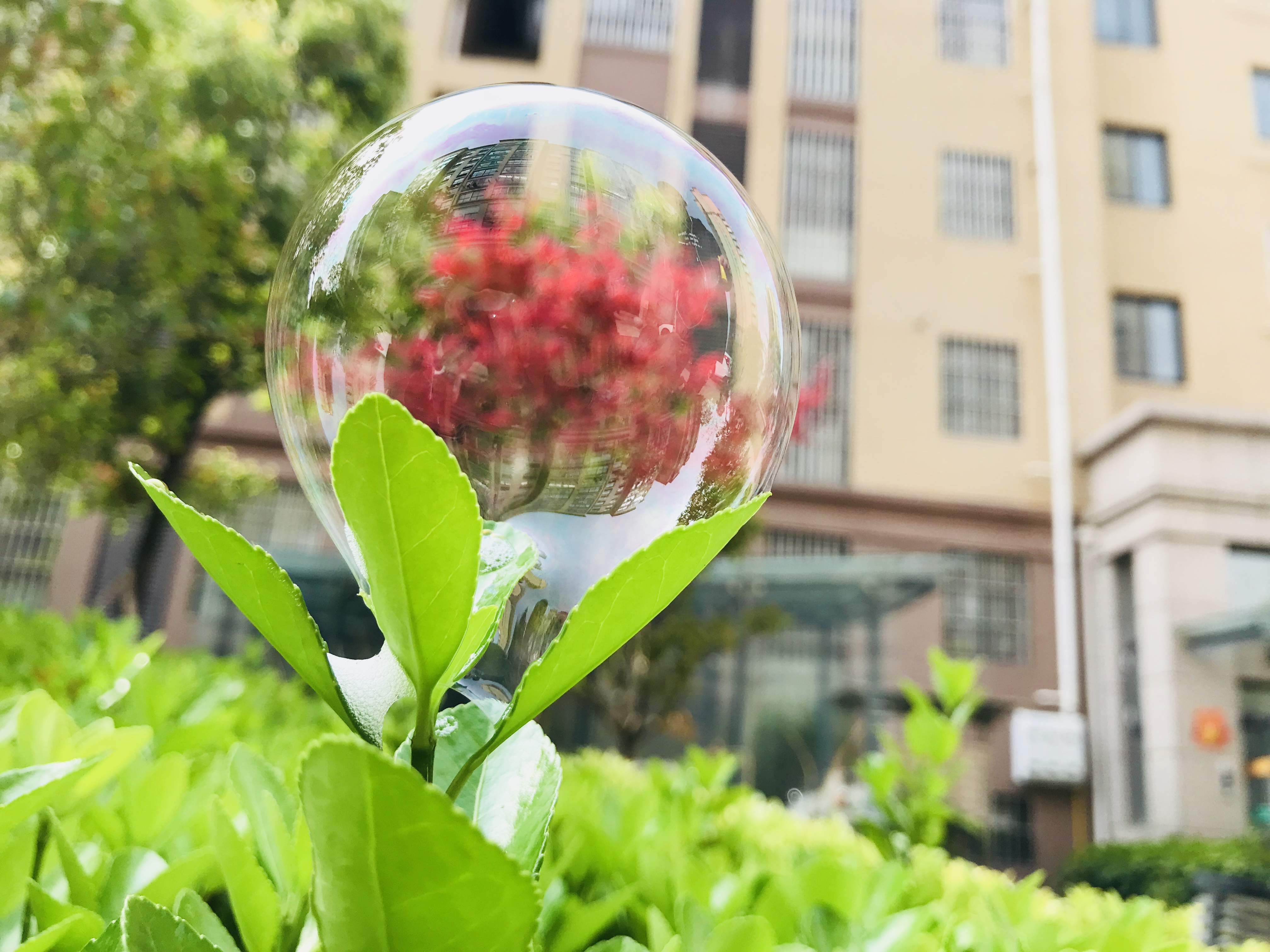 Spring in bubble