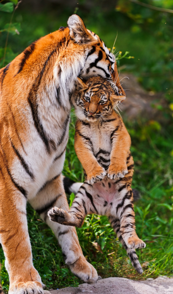 【动物与环境保护】东北虎与远东豹种群恢复 及生态廊道建设
