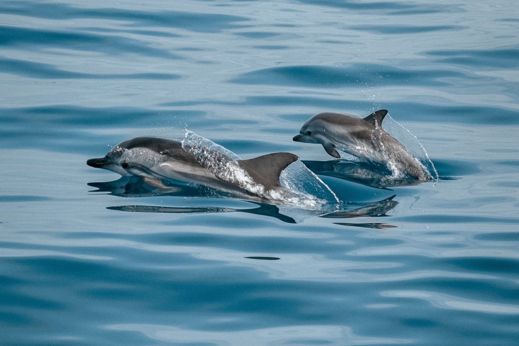 中华白海豚生境守护项目背景