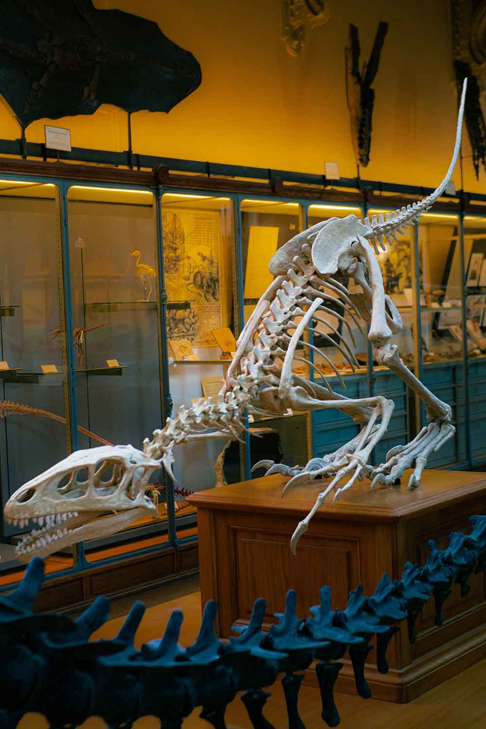PDP 个人全能发展计划之唤醒古生物——恐龙时代古生物探秘项目