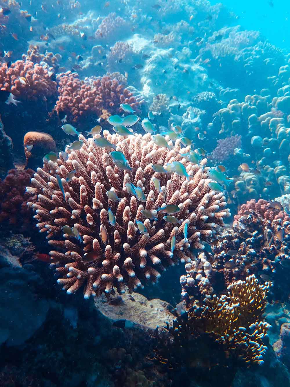 PDP 个人全能发展计划之三亚西岛“海底雨林”珊瑚礁科考行动